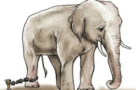 elephant chained to a stake